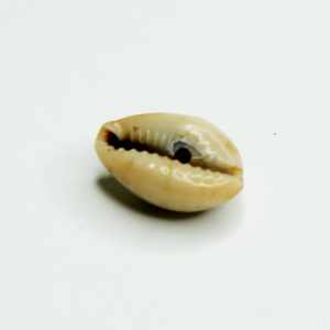 hand picked real cowrie shells 1