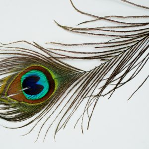 Peacock feather